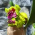 Kép 4/8 - Cattleya "Siam Delight", óriás virágú, LEVIRÁGZOTT