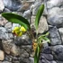 Kép 5/8 - Cattleya "Siam Delight", óriás virágú, LEVIRÁGZOTT