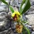 Kép 3/8 - Cattleya "Siam Delight", óriás virágú, LEVIRÁGZOTT