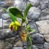 Kép 2/8 - Cattleya "Siam Delight", óriás virágú, LEVIRÁGZOTT