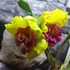 Kép 8/8 - Cattleya "Siam Delight", óriás virágú, LEVIRÁGZOTT