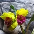 Kép 6/8 - Cattleya "Siam Delight", óriás virágú, LEVIRÁGZOTT