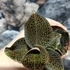 Kép 1/6 - Macodes petola Garnet
