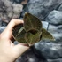 Kép 3/6 - Macodes petola Garnet