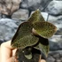Kép 2/6 - Macodes petola Garnet