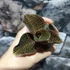 Kép 4/6 - Macodes petola Garnet