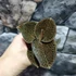 Kép 5/6 - Macodes petola Garnet