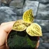 Kép 2/3 - Macodes petola Topaz