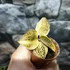 Kép 3/3 - Macodes petola Topaz