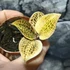 Kép 1/3 - Macodes petola Topaz