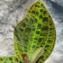 Kép 2/5 - Macodes sanderiana