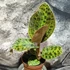 Kép 1/5 - Macodes sanderiana