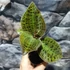 Kép 3/5 - Macodes sanderiana