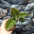 Kép 5/5 - Macodes sanderiana