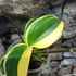 Kép 3/10 - Phalaenopsis Sogo Vivien variegata