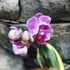 Kép 2/10 - Phalaenopsis Sogo Vivien variegata