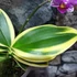 Kép 4/10 - Phalaenopsis Sogo Vivien variegata