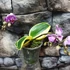 Kép 5/10 - Phalaenopsis Sogo Vivien variegata