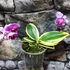 Kép 6/10 - Phalaenopsis Sogo Vivien variegata