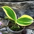 Kép 7/10 - Phalaenopsis Sogo Vivien variegata