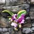 Kép 8/10 - Phalaenopsis Sogo Vivien variegata