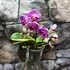 Kép 9/10 - Phalaenopsis Sogo Vivien variegata