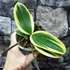 Kép 10/10 - Phalaenopsis Sogo Vivien variegata