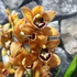 Kép 1/6 - Cymbidium tégla vörös (3 virágszálas, levirágzott)