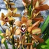 Kép 3/6 - Cymbidium tégla vörös (3 virágszálas, levirágzott)
