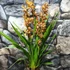 Kép 2/6 - Cymbidium tégla vörös (3 virágszálas, levirágzott)