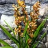Kép 4/6 - Cymbidium tégla vörös (3 virágszálas, levirágzott)