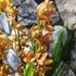 Kép 5/6 - Cymbidium tégla vörös (3 virágszálas, levirágzott)