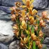 Kép 6/6 - Cymbidium tégla vörös (3 virágszálas, levirágzott)