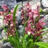 Kép 3/9 - Cymbidium mályva (2 virágszálas, levirágzóban)