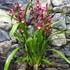 Kép 2/9 - Cymbidium mályva (2 virágszálas, levirágzóban)
