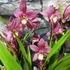 Kép 4/9 - Cymbidium mályva (2 virágszálas, levirágzóban)