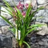 Kép 5/9 - Cymbidium mályva (2 virágszálas, levirágzóban)