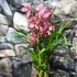 Kép 7/9 - Cymbidium mályva (2 virágszálas, levirágzóban)
