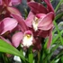 Kép 8/9 - Cymbidium mályva (2 virágszálas, levirágzóban)