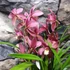 Kép 9/9 - Cymbidium mályva (2 virágszálas, levirágzóban)