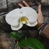 Kép 2/6 - Phalaenopsis singolo Tosha, levirágzóban
