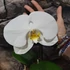 Kép 3/6 - Phalaenopsis singolo Tosha, levirágzóban