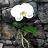Kép 4/6 - Phalaenopsis singolo Tosha, levirágzóban