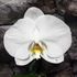 Kép 5/6 - Phalaenopsis singolo Tosha, levirágzóban