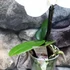 Kép 6/6 - Phalaenopsis singolo Tosha, levirágzóban