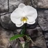 Kép 1/6 - Phalaenopsis singolo Tosha, levirágzóban