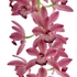 Kép 1/6 - Cymbidium Anisa