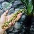 Kép 5/6 - Cymbidium Anisa
