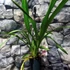 Kép 6/6 - Cymbidium Anisa