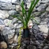 Kép 2/6 - Cymbidium Anisa